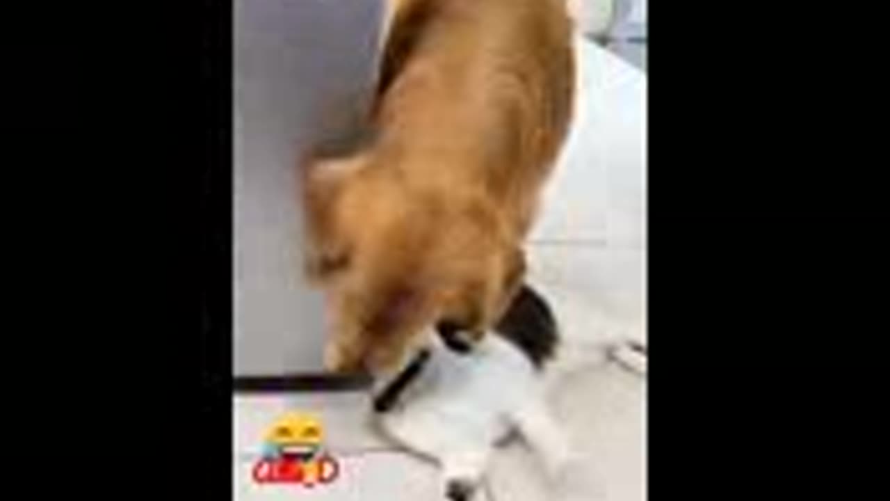 Funny enimals video