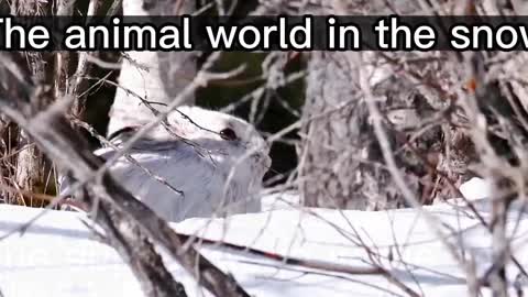 The animal world in the snow