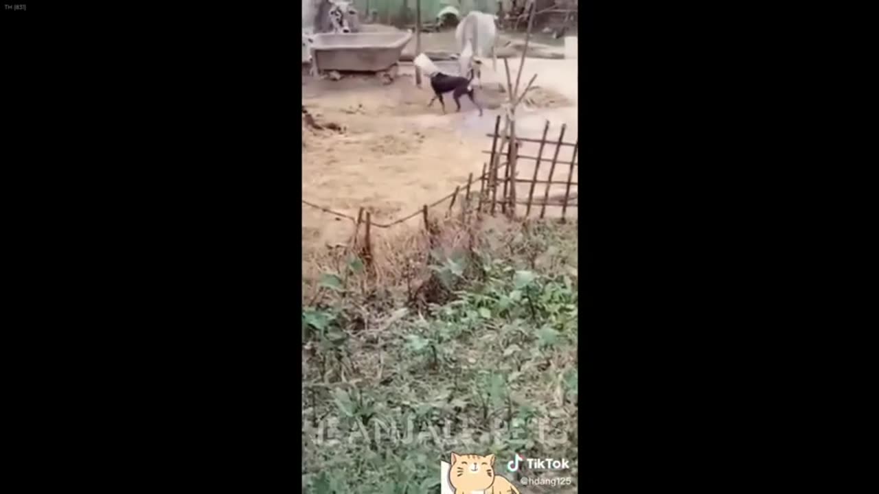 When Cats Are So Silly I will die laughing New Funny Catss