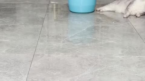 Funny cute cat