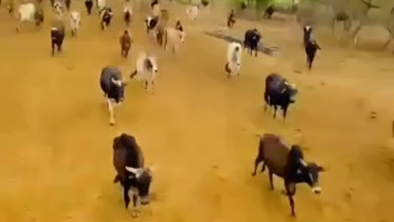 Tera Tera song