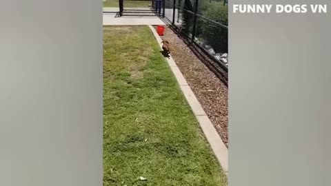 Best Funniest Animals 2023 😍 Funniest Dogs And Cats Videos