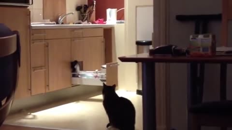 Super smart Cat.