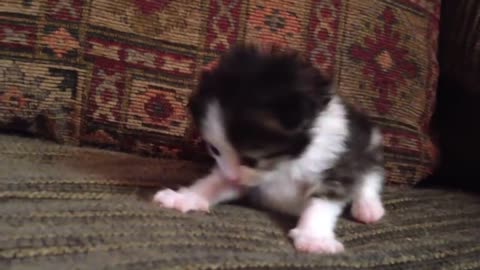 Two-Week Old Kitten Lets Out A Roar