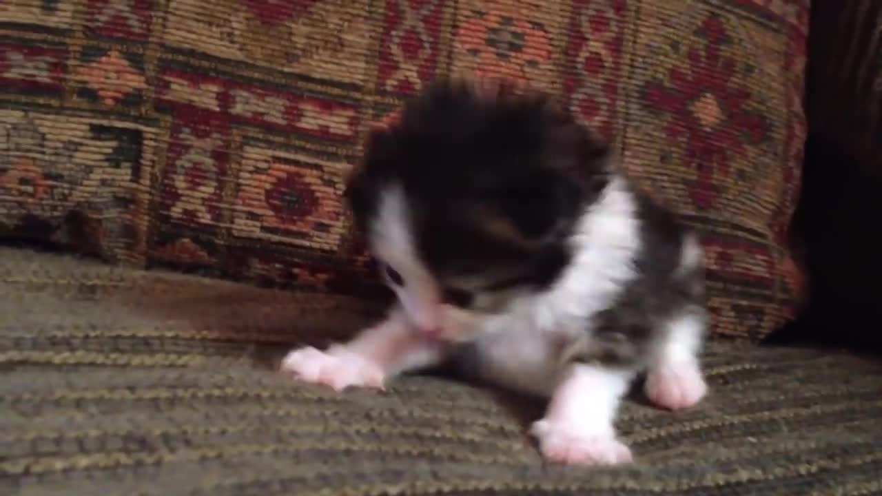 Two-Week Old Kitten Lets Out A Roar
