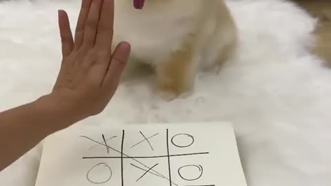 furry player