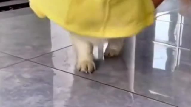 Try on the new clothes