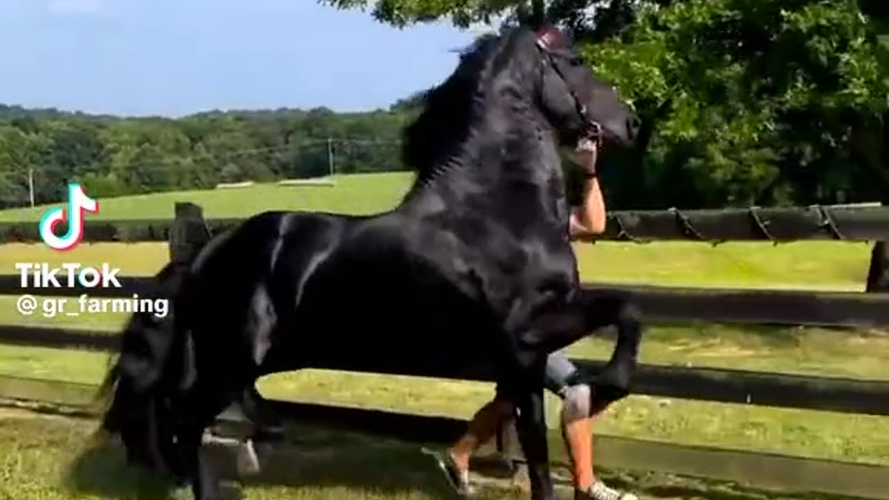 Beautiful horse