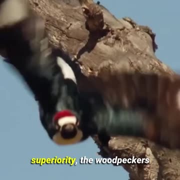 Squirrels Steals Acorns From Woodpeckers