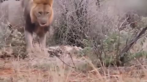 Today is the bad day for Lion