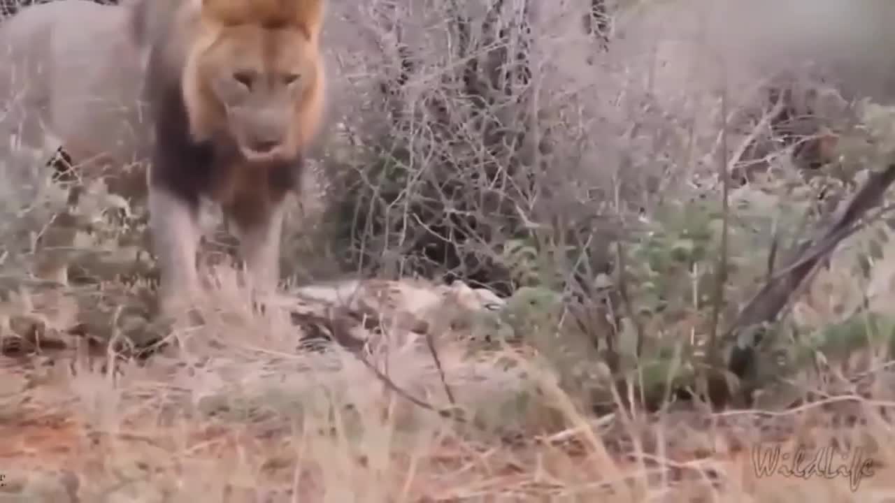 Today is the bad day for Lion