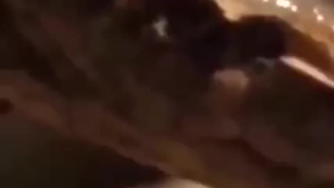 Snake Vs Squirrel Fight