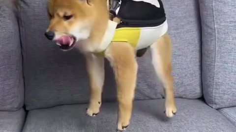 Dogs hanging out