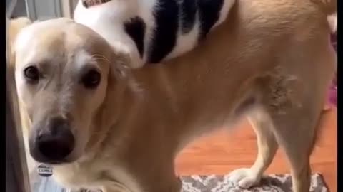 Cat 😺 and Dog🐶 good friends