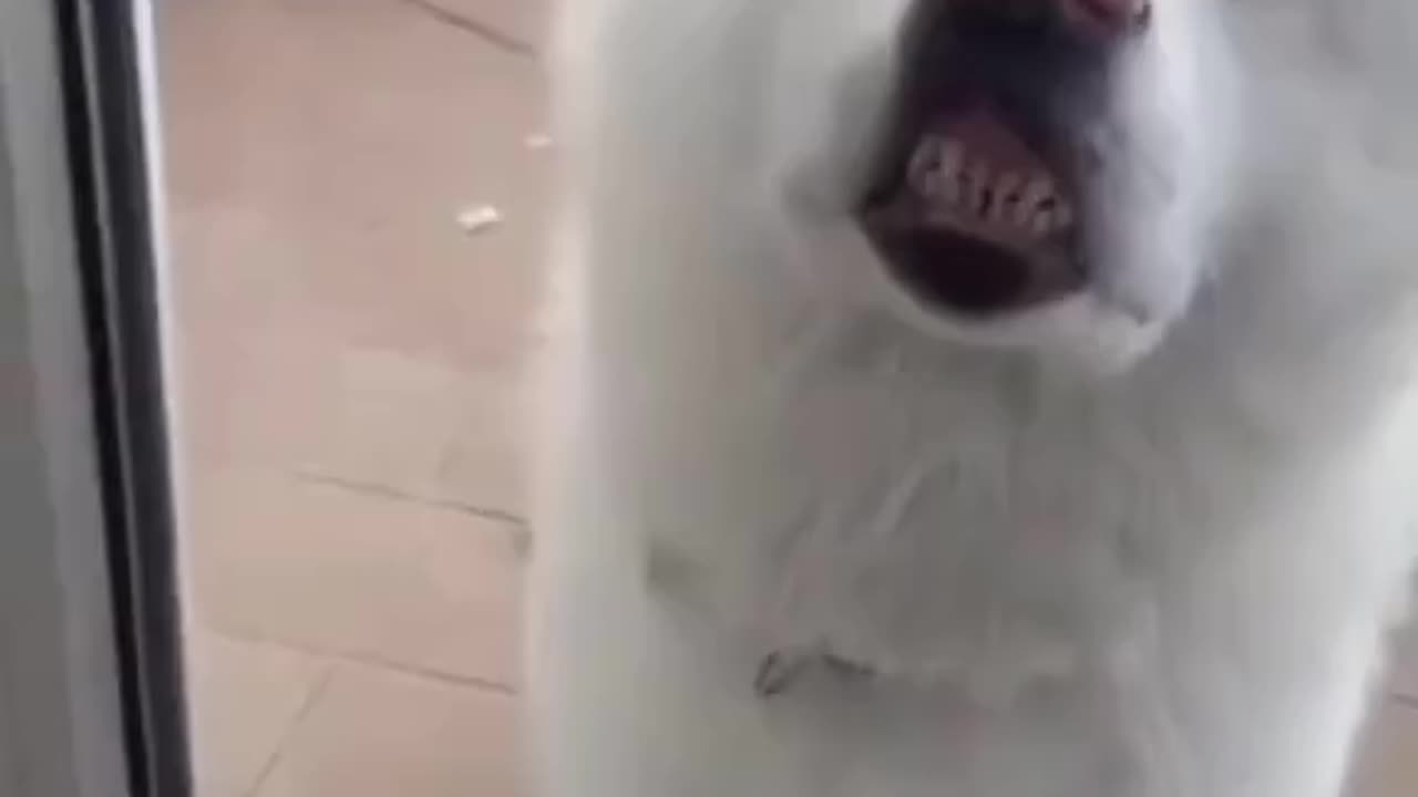 Funny animals moments 🤣 like and subscribe