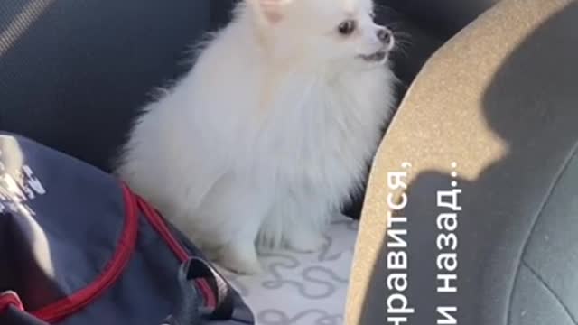 Dog funny video 🤣😅|| dog || reaction ||