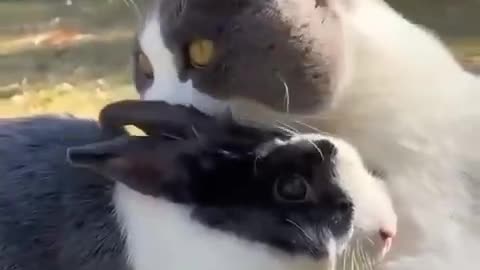 The. Cute cats.. 💕.