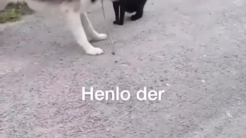 Super Funny And Cute Husky Puppies Compilation #11 Adorable Husky Puppy
