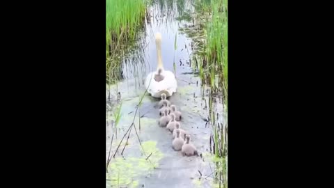 Cute Baby Animals Videos Compilation