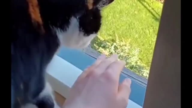 The cat wouldn't let me put my hand out of the window