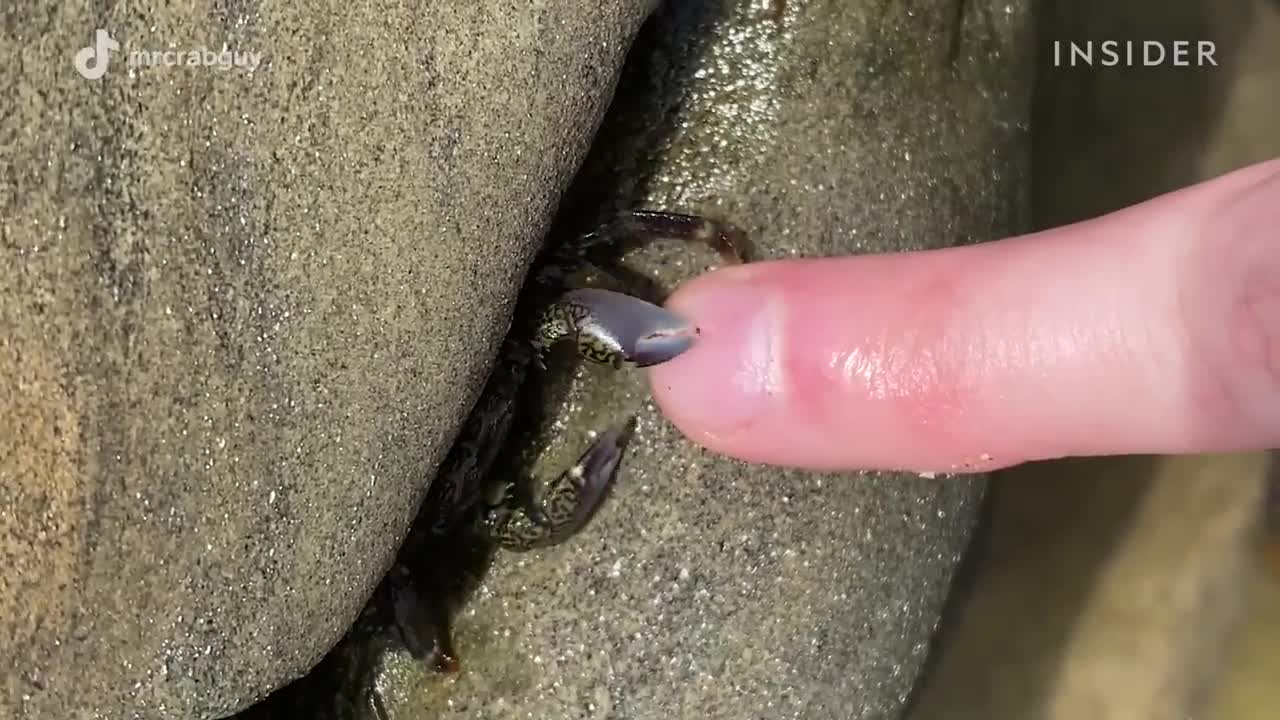 How Crabs Clean Dead Skin From Toes _ Deep Cleaned _ Insider