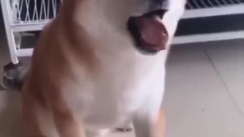 12Funny Animal Videos