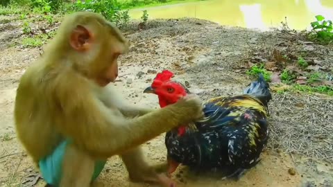 Monkey, Hen, and Dog: An Unusual Encounter in the Backyard!
