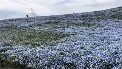 #FlowerParkBeauty#BlossomWonderland#NatureInBloom#FloralParadise#Garden#nemophila#blueflowers#japan
