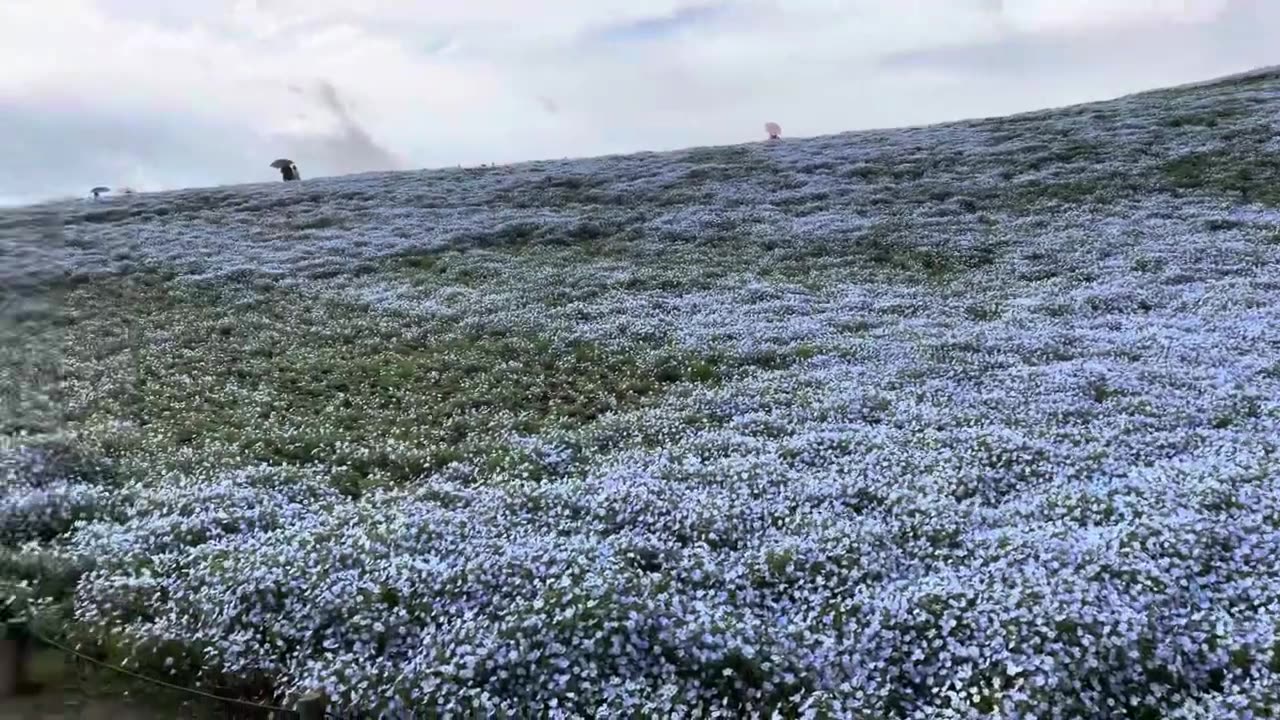 #FlowerParkBeauty#BlossomWonderland#NatureInBloom#FloralParadise#Garden#nemophila#blueflowers#japan