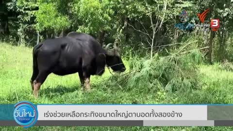 เร่งช่วยเหลือกระทิงขนาดใหญ่ตาบอดทั้งสองข้าง | วันใหม่ ไทยพีบีเอส | 9 พ.ย. 65