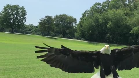 falcon bird amazing video viral short