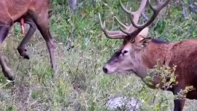 Won a daughter-in-law to beat the sidelined natural sika deer