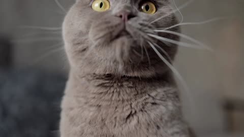 Baby Cats - Cute and Funny Baby Cat Videos Compilation