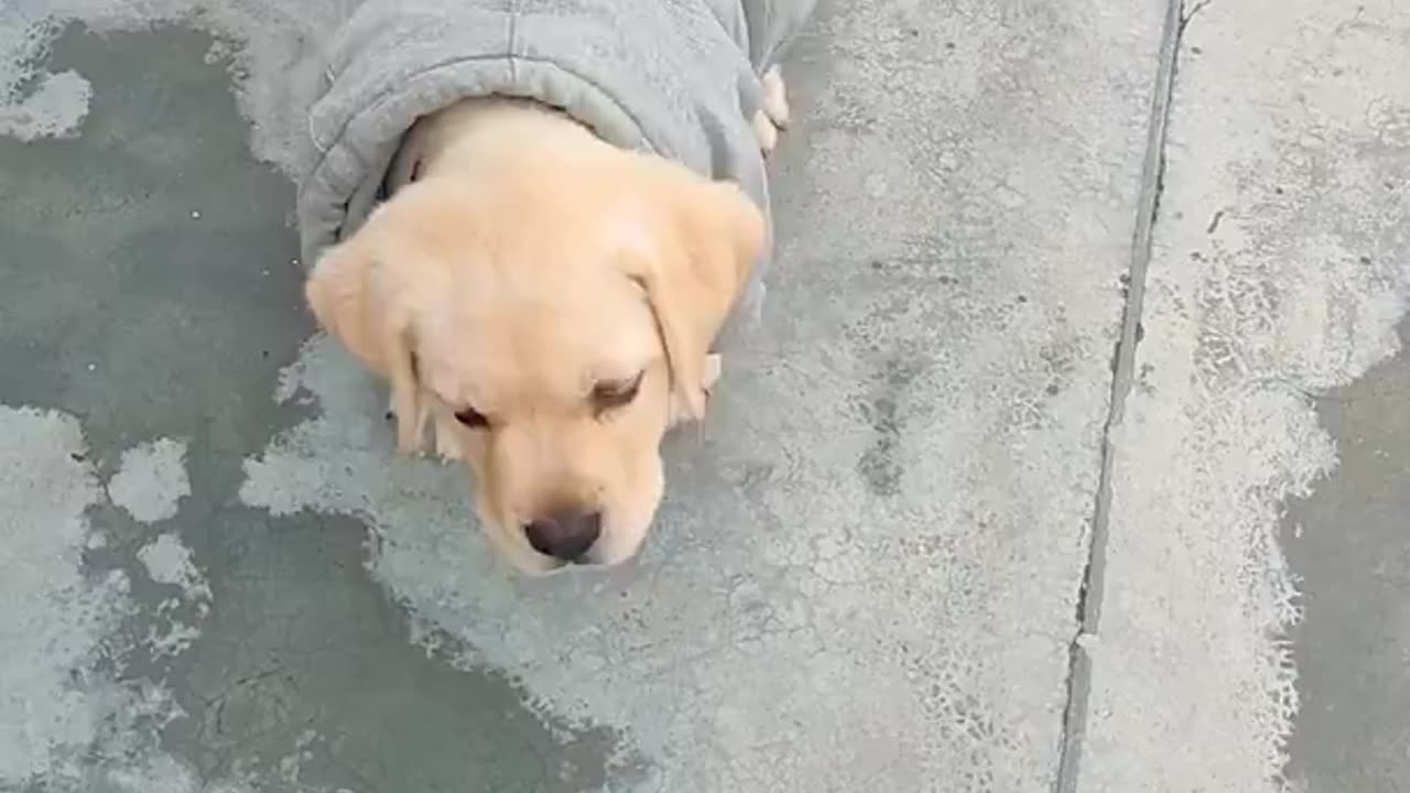 Shake hand with a lovely Labra puppy 🐶 😍