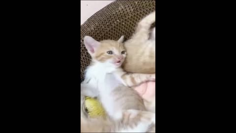 New Funny Animals, Funniest Cats and Dogs Videos 26