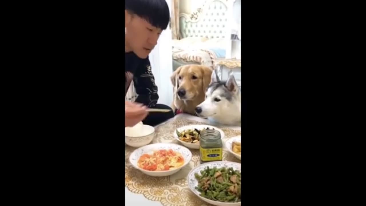 Hilarious Animal Antics: Laugh Out Loud Moments!