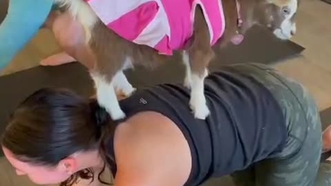yoga goat 😂