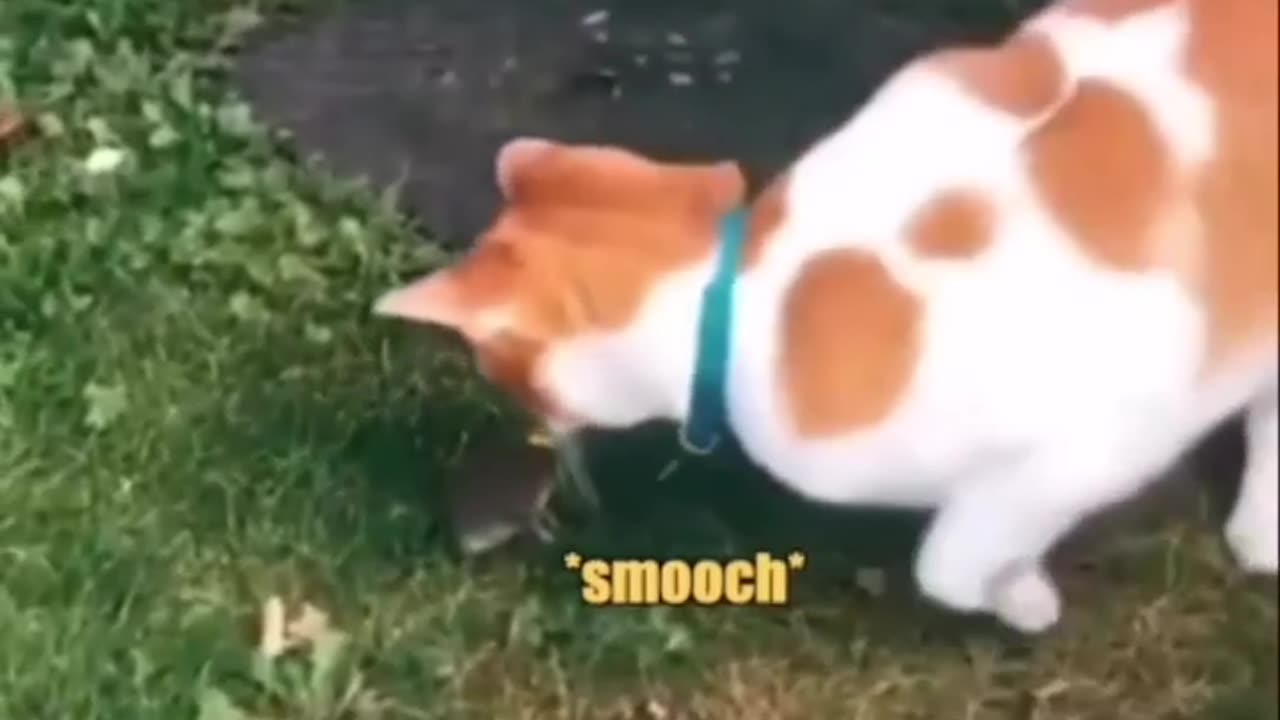 Cats kises mouse | Like & Follow for more | Cat and mouse fight | Tom & Jerry new Era