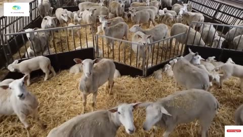 Wild wolves return to Belgium after 100 years, sparking controversy