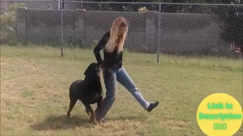 Dog traing latest dog traing vedeo #####