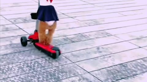 Dog playing in street road🙀