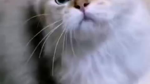 Naughty cat