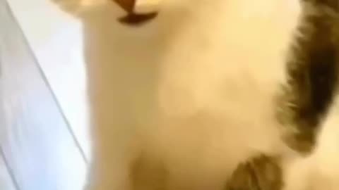 Dog cat just for fun