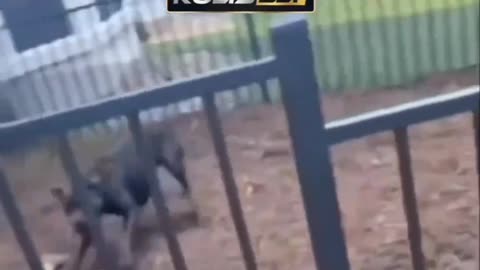 Funny animal vedio😅😅