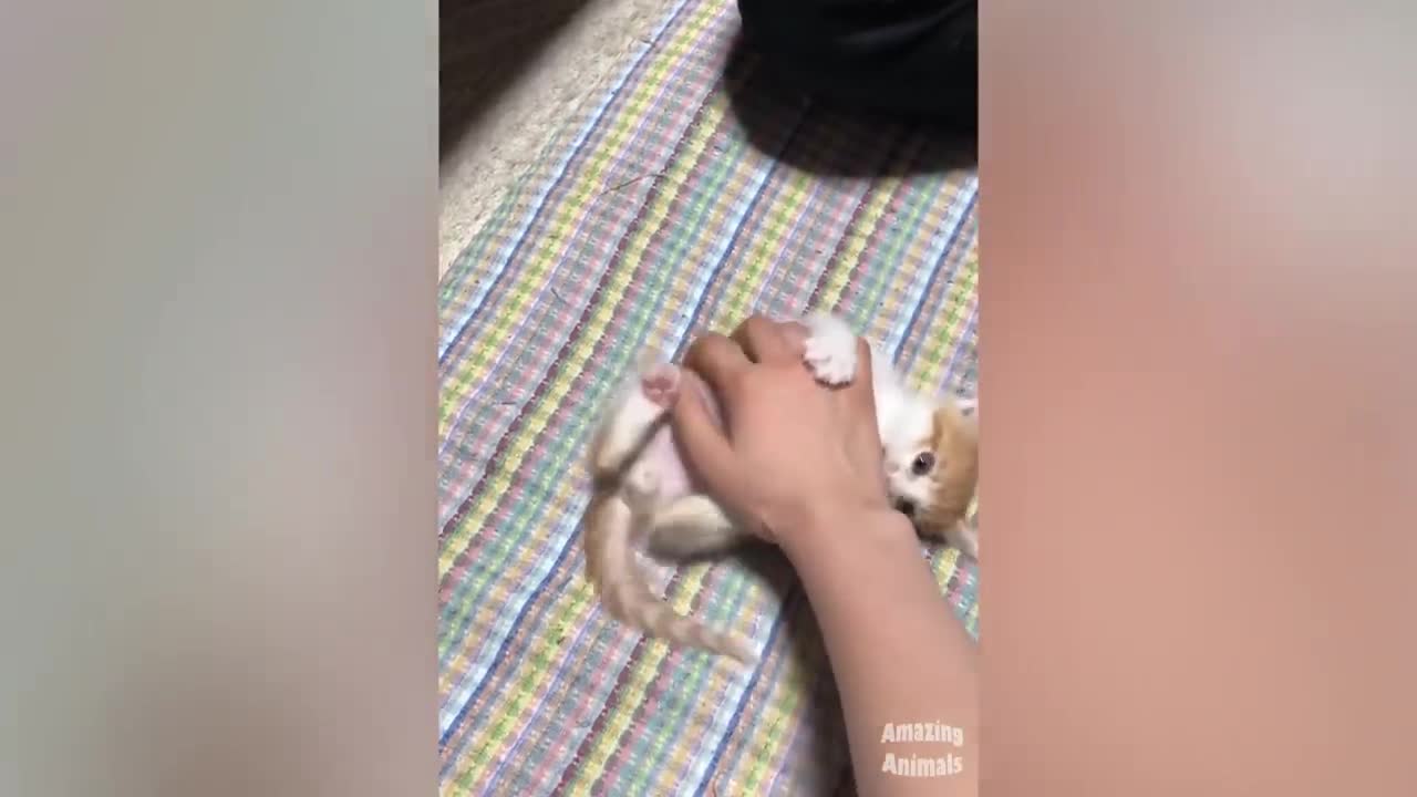 Pets Getting Scared Over Nothing- Funny Cat And Dog Videos| Amazing Animals