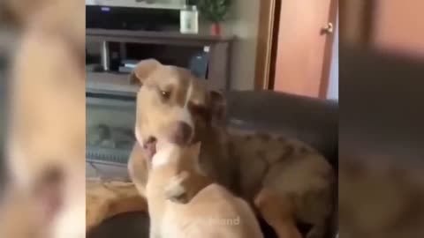 The Funniest Dog Mistakes Ever Photographed!