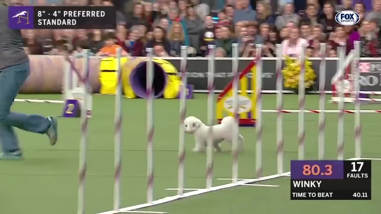 Watch 5 of the best WKC Dog Show moments to celebrate National Puppy Day | FOX SPORTS