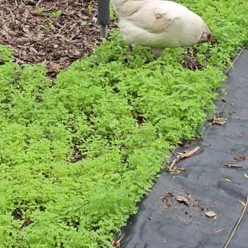 OMC! Whitey running to her favorite clover patch! #chickens #hens #easteregger #running #shortsvideo