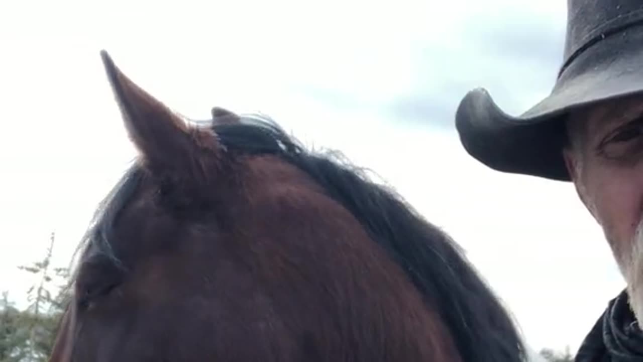 True Canadian Cowboy: I want To Thank🙏Each And Everyone Of You🐎