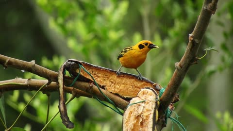 Beautiful bird